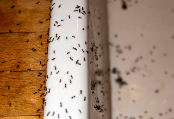 Best Ant Control Services  in Eureka, KS