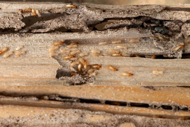Best Cockroach Control Services  in Eureka, KS